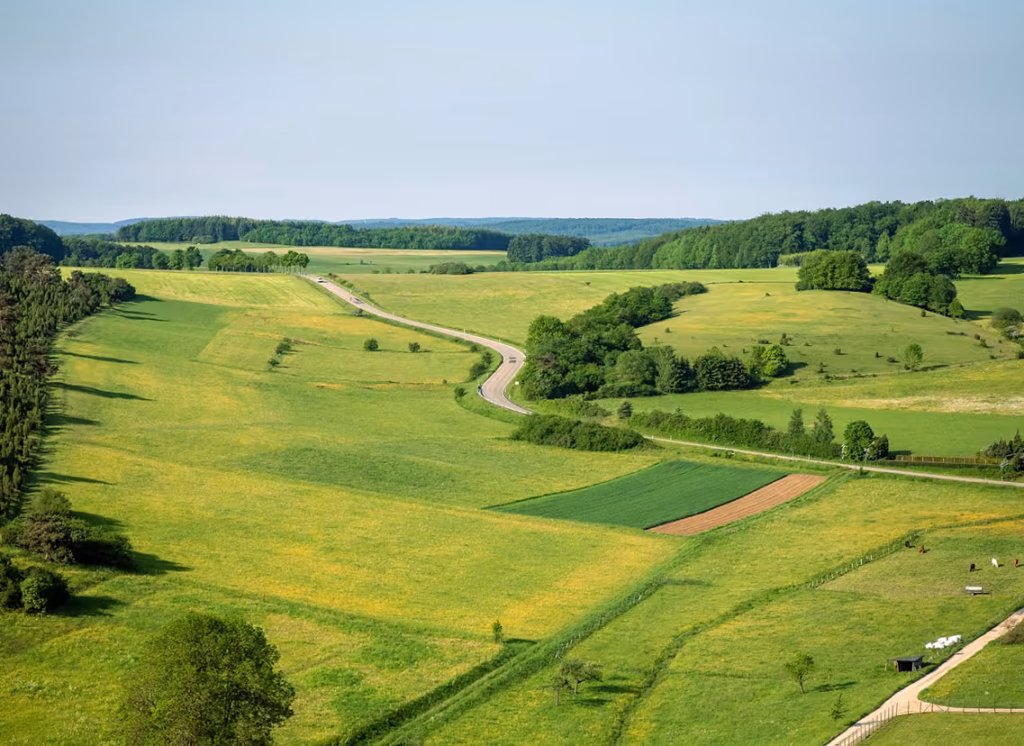 Empty plots of land with trees and a road passing through them